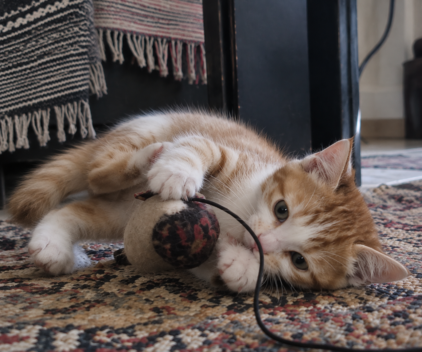 Simba