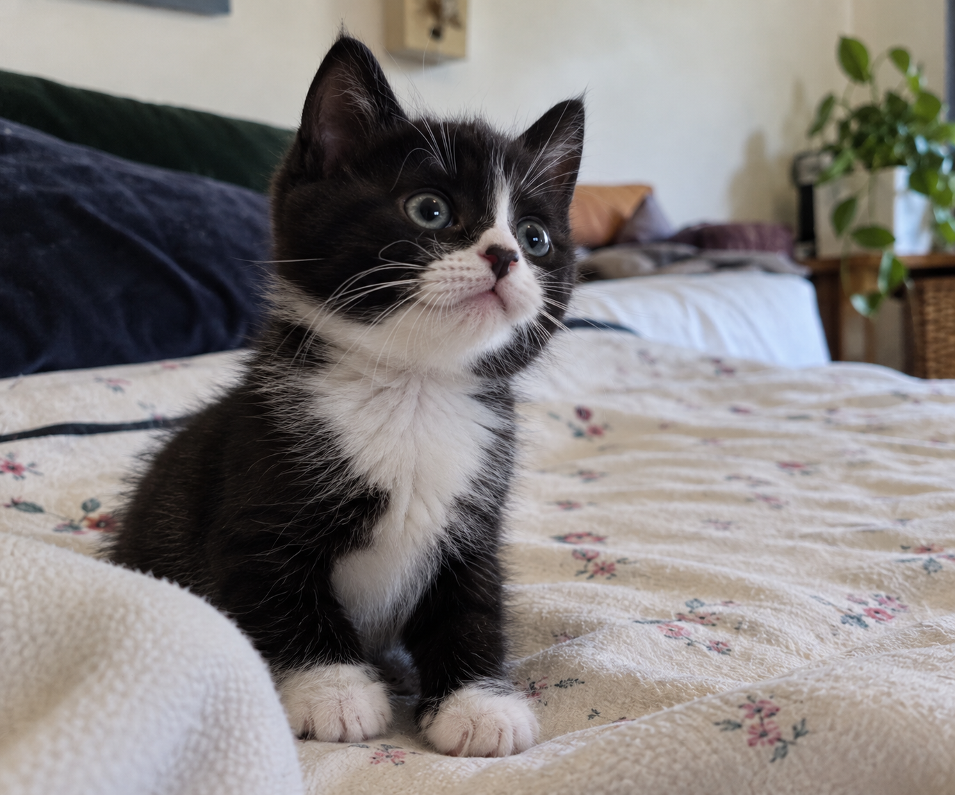 Adoptable cat