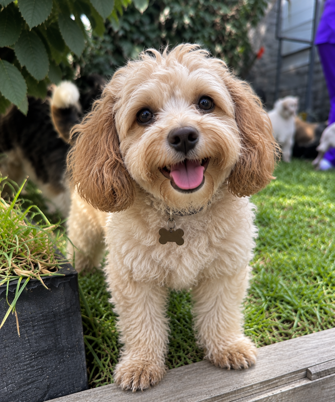 Adoptable dog